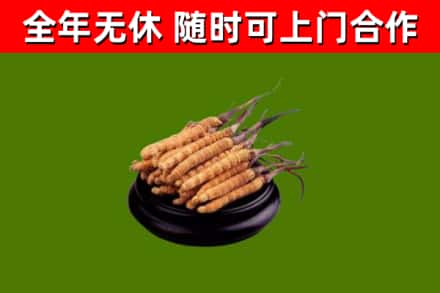 万宁市回收散虫草